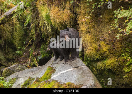 Schwarzer Bär Mutter und Jungen auf einem Felsen in den Alaska-Regenwald. Stockfoto