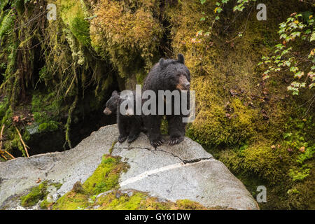 Schwarzer Bär Mutter und Jungen auf einem Felsen in den Alaska-Regenwald. Stockfoto