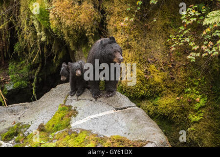 Schwarzer Bär Mutter und Jungen auf einem Felsen in den Alaska-Regenwald. Stockfoto