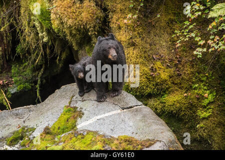 Schwarzer Bär Mutter und Jungtier auf einem Felsen in den Alaska-Regenwald. Stockfoto