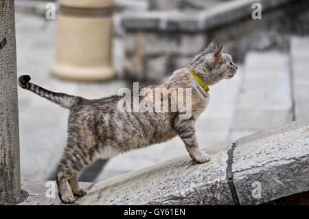 Katze posiert in der Treppe des Hauptplatzes von Herceg Novi, Montenegro Stockfoto