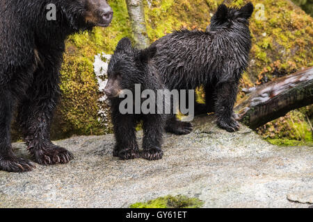 Schwarzer Bär Mutter und Jungen auf einem Felsen in den Alaska-Regenwald. Stockfoto