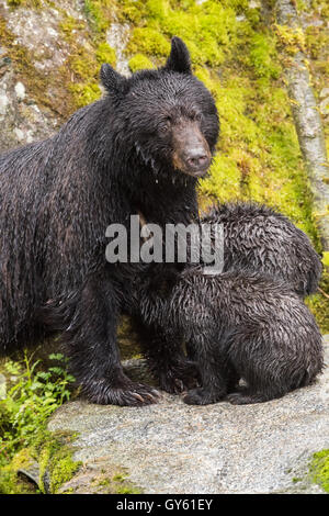 Schwarzer Bär Mutter Krankenpflege jungen auf einem Felsen in den Alaska-Regenwald. Stockfoto