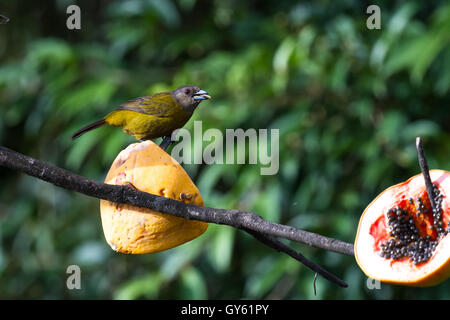 kleiner Vogel mit einem grauen Kopf und eine Olive Körper Essen Papaya in Arenal Costa Rica Stockfoto