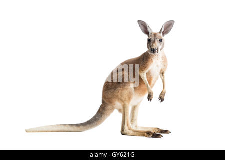 Roten Känguru auf weißem Hintergrund. Stockfoto