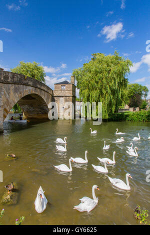 Eine Gruppe Höckerschwäne unter Halfpenny Bridge an der Themse bei Lechlade, Gloucestershire, England, UK Stockfoto