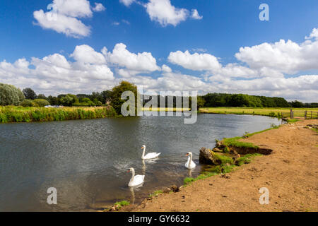 Three mute swans on a bend of the River Thames at Lechlade, Gloucestershire, England, UK Stockfoto