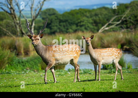 Ein paar von Sika Rotwild (Cervus Nippon), Stockfoto