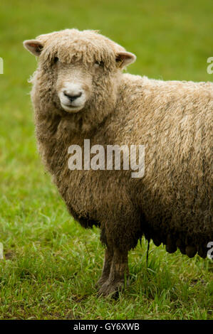 Schafe, Linn County, Oregon Stockfoto