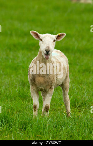 Schafe, Linn County, Oregon Stockfoto