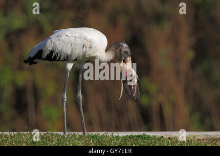 Holz-Storch (Mycteria Americana) mit Fisch, Marian See, Florida, USA Stockfoto