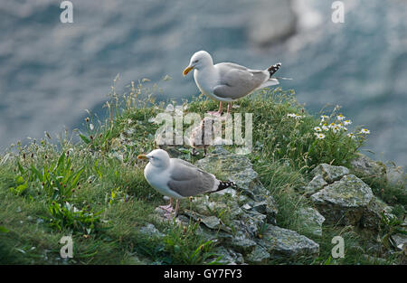 Silbermöwen-Larus Argentatus mit Küken im Nest. UK Stockfoto