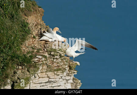 Northern Gannet - Morus Bassanus Erwachsene, Kampf um Territorien auf Klippe, nisten Bempton Klippen RSPB Yorkshire. UK-Juni. Stockfoto