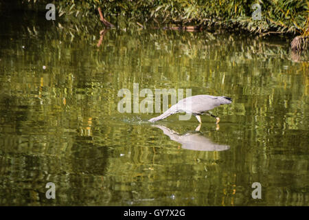 Heron mit Kopf unter Wasser tauchen nach Beute Stockfoto