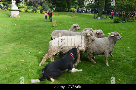 Paris, Frankreich. 17. September 2016. Besucher sehen einen Hirten Schafe hüten, bei Veranstaltungen der European Heritage Days am französischen Landwirtschaftsministerium in Paris, Hauptstadt von Frankreich, am 17. September 2016. Die 33. European Heritage Days in Frankreich dauern von Sept. 17 bis 18 Uhr. Bildnachweis: Li Genxing/Xinhua/Alamy Live-Nachrichten Stockfoto