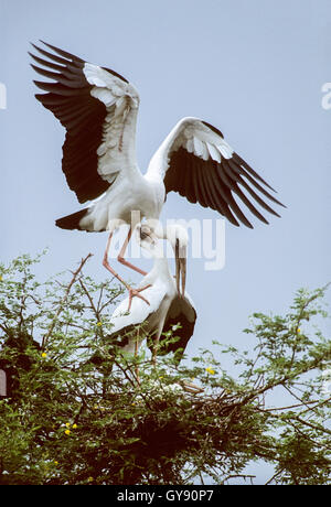 Asiatischer Openbill Storch,(Anastomus oscitans), Paarung und Balz anzeigen in Verschachtelung Kolonie, Keoladeo National Park, Bharatpur, Indien Stockfoto