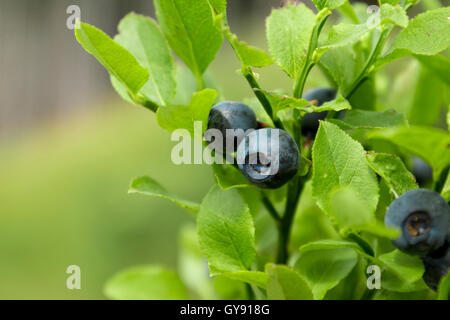 Frisch im Schatten Heidelbeeren Reifung auf Bush Stockfoto