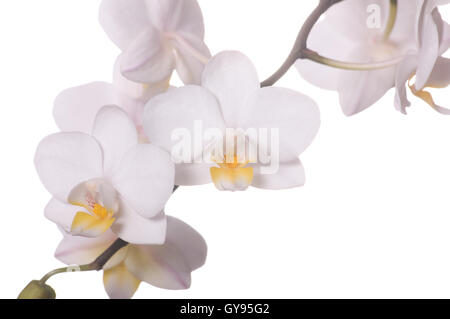 weiße Orchidee blüht auf weißem Hintergrund Stockfoto