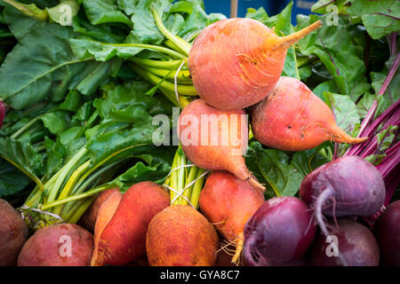 Golden Rüben und rote Beete zum Verkauf an die Stadt (104 Street Market) in Edmonton, Alberta, Kanada auf den Markt. Stockfoto