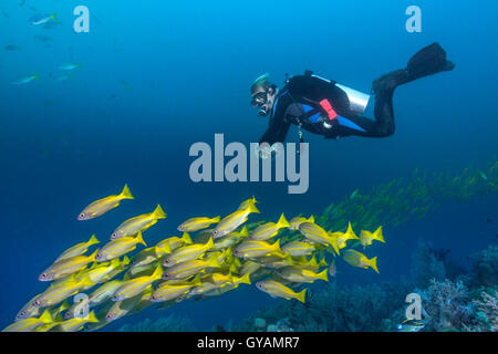 Taucher schwimmt mit Yellowtail Snapper Fischschwarm. Stockfoto