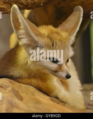 Die Fennec Fox (Vulpes Zerda) ist ein kleiner Fuchs gefunden in der Sahara Wüste Nordafrikas berühmt für seinen großen Ohren. Stockfoto