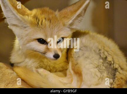 Die Fennec Fox (Vulpes Zerda) ist ein kleiner Fuchs gefunden in der Sahara Wüste Nordafrikas berühmt für seinen großen Ohren. Stockfoto