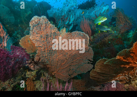 Süsslippen Fische füttern in bunten Korallenriff. Stockfoto