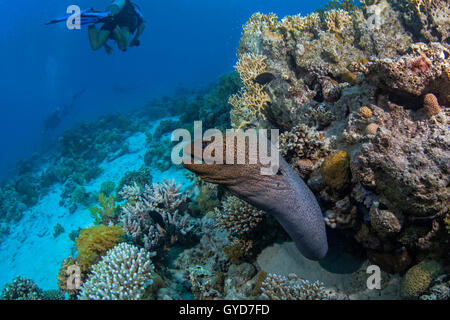 Großes Moray Aal Ausfallschritte aus seiner Höhle zu untersuchen, Aufregung, erstellt von Taucher im Roten Meer abseits der Küste von Ägypten. Stockfoto