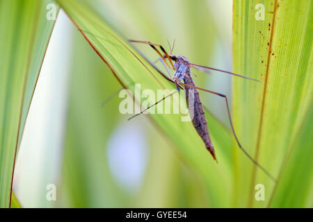 Ein Kran Fly (Daddy Langbein) versteckt sich unter einigen Garten grün Stockfoto