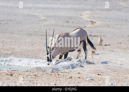 Oryx, kniend und Trinken von Wasserloch bei Tageslicht. Wildlife Safari im Etosha National Park, die wichtigsten Reiseziel in N Stockfoto