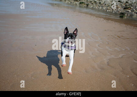 Boston Terrier am Strand in Normandie Frankreich Stockfoto