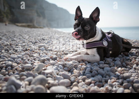 Boston Terrier am Strand in Normandie Frankreich Stockfoto