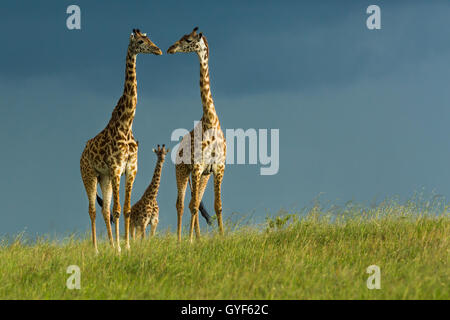 Masai-Giraffe stehend in der Sonne über Gewitterwolken Stockfoto