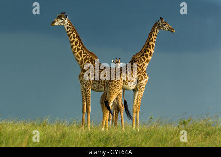 Masai-Giraffe stehend in der Sonne über Gewitterwolken Stockfoto