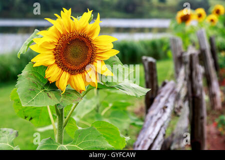 Sonnenblumen wachsen neben einem rustikalen Holzstange Zaun. Stockfoto