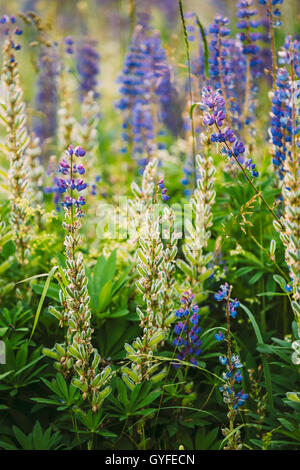 Mix aus blühenden und übertrieben Wildblumen Lupine mit Seed Pods im Sommer Wiese Feld im Frühjahr Sommer. Lupinus, Lupinen, Lupine Stockfoto