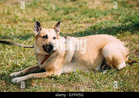 Mittelgroße Mischling Mischling kurzhaarige gelb Erwachsene Hündin sitzen auf getrimmte Liegewiese. Stockfoto