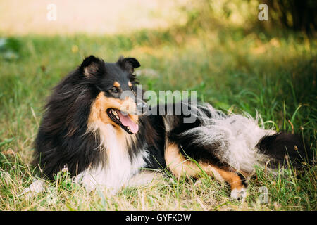 Starren Kamera Tricolor Rough Collie, Englisch Scottish Collie, langhaariger Collie, Collie Lassie Erwachsener Hund sitzt auf grün Stockfoto