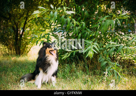 Starren Kamera Tricolor Rough Collie, Englisch Scottish Collie, langhaariger Collie, Collie Lassie Erwachsener Hund sitzt auf grün Stockfoto