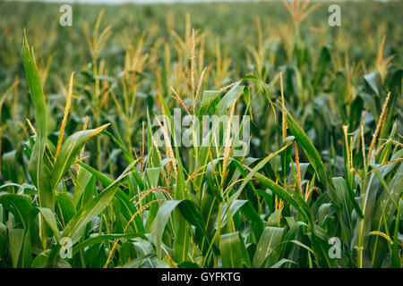 Schließen Sie die Ansicht des Erwachsenwerdens junge Stiel Tops von Mais Maispflanze auf den landwirtschaftlichen Bereich im Frühjahr Sommer Stockfoto