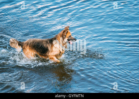 Die Rasse langhaariger nassen schwarzen und roten Erwachsenen elsässischen Wolf Hund, läuft im blauen Wasser der Fluss See mit Spritzern rund um. Deuts Stockfoto