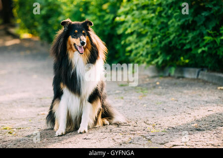 Tricolor Rough Collie, Scottish Collie, langhaariger Collie, Englisch Collie, Lassie Erwachsenen Hund auf dem Boden sitzend, im Sommer Stockfoto