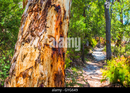 Scribbly Gum Tree Sand Weg auf Fraser Island, Queensland Stockfoto