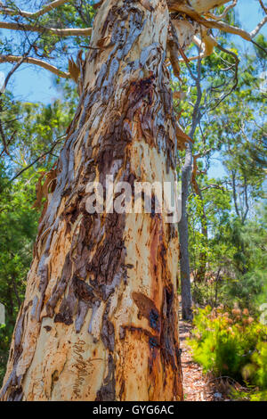 Schöne Muster auf einem Scribbly Gum-Baum auf Fraser Island, Queensland Stockfoto