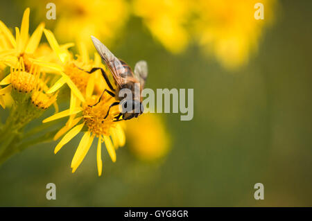 Ein Makro-Bild eines Hoverfly oder Dronefly, Eristalis Tenax auf Kreuzkraut, Jacobaea vulgaris Stockfoto