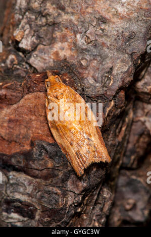 Orange Beispiel für die extrem Variable leichte braune Apfel Motte (Epiphyas Postvitana), gebürtig aus Australien aber eingebürgert Stockfoto