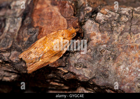 Orange Beispiel für die extrem Variable leichte braune Apfel Motte (Epiphyas Postvitana), gebürtig aus Australien aber eingebürgert Stockfoto