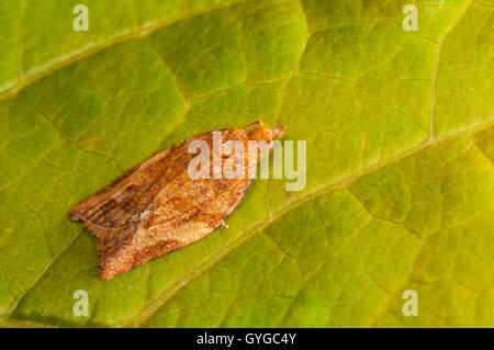 Orange Beispiel für die extrem Variable leichte braune Apfel Motte (Epiphyas Postvitana), gebürtig aus Australien aber eingebürgert Stockfoto