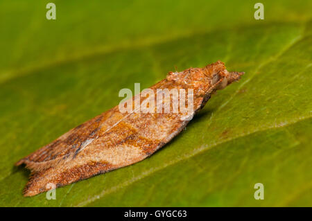 Orange Beispiel für die extrem Variable leichte braune Apfel Motte (Epiphyas Postvitana), gebürtig aus Australien aber eingebürgert Stockfoto