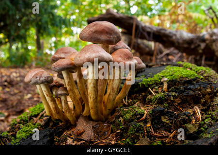 Fruchtkörper des Ziegels hinterdrein Pilze (Grünblättriger Lateritium) wachsen auf den Überresten eines gefällten Baumes in Clumber Park, Nottinghams Stockfoto